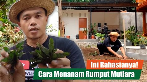 Cara Mudah Menanam Rumput Mutiara YouTube