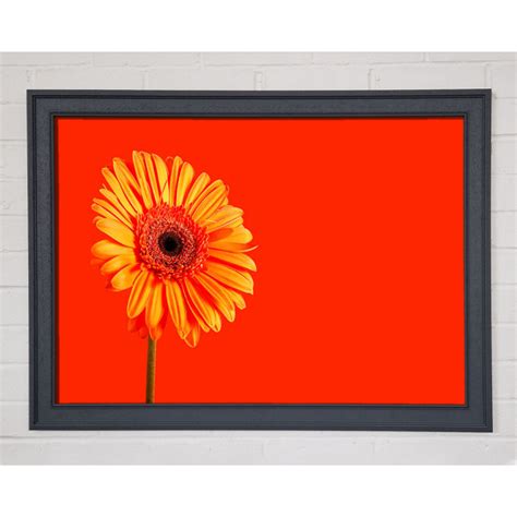 Ebern Designs Orange Auf Orange Gerbera Einzelner Bilderrahmen