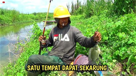 Habiskan Ikan Nya Pak Campuran Lumut Penguras Ikan Mancing Sebentar