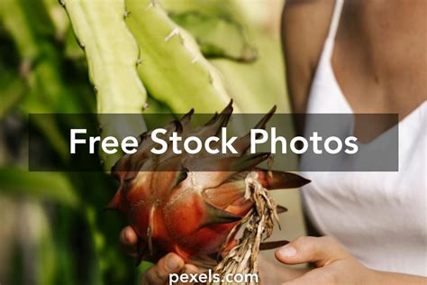 Pitaya Tree Photos, Download The BEST Free Pitaya Tree Stock Photos & HD Images