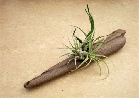 Air Plants On Driftwood Mounted Tillandsias On By Plantzilla 3100 Tillandsia Air Plants