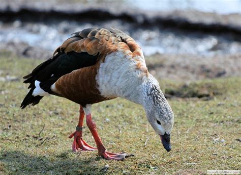 Types Of Geese Species Identify Goose Wildfowl Photography