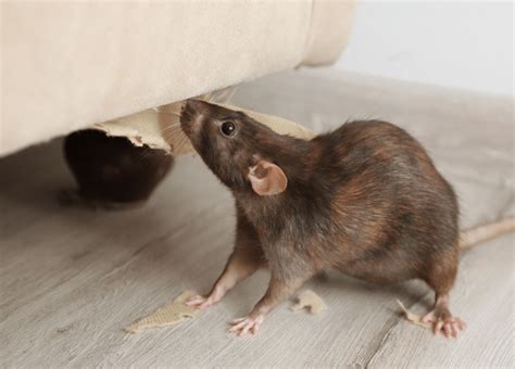 Quelle Est La Différence Entre Rat Et Souris