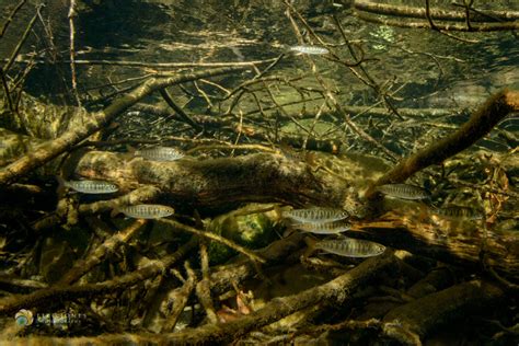 Aquatic Stream Habitat