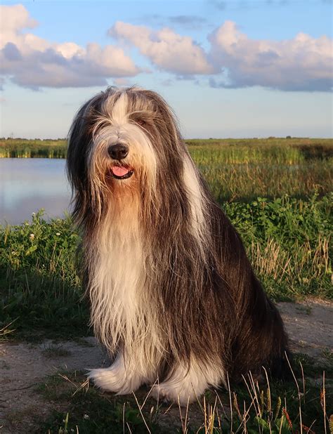 Bearded Collie Temperament Vacht En Training