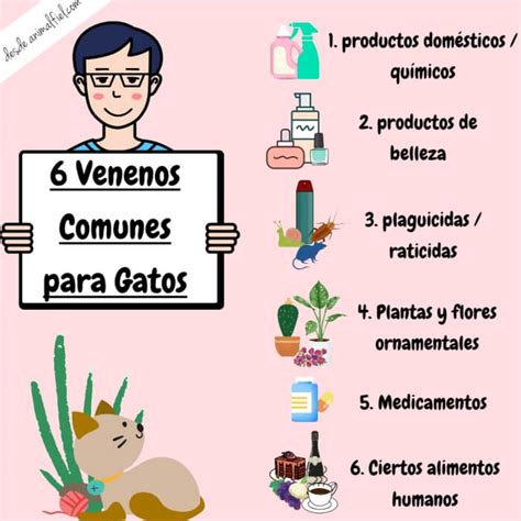 Envenenamiento En Gatos S Ntomas Venenos Comunes Qu Hacer