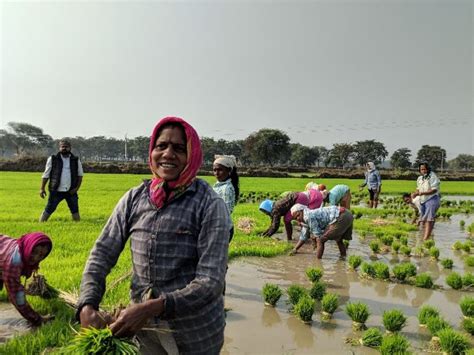 Jagdalpur Bastar Farmers Not Taking Pradhanmantri Fasal Bima Yojana