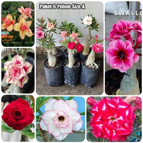 Jual Paket Pohon Bunga Adenium Grafting Size A Shopee Indonesia