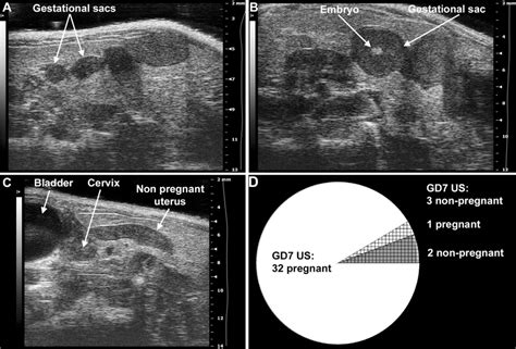 Determination Of Mouse Pregnancy Status With A 55mhz Ultrasound