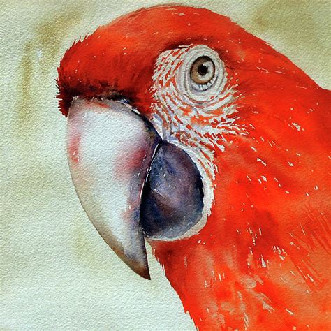 Scarlet Macaw Painting By Arti Chauhan