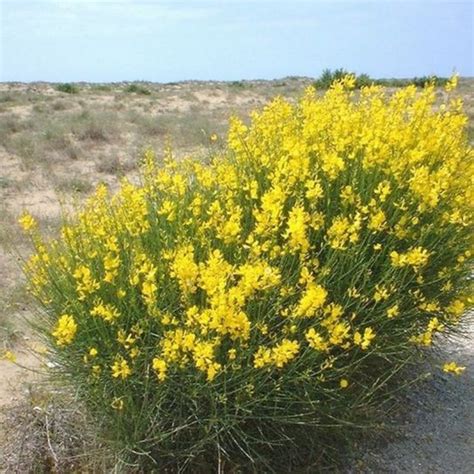 Spanish Broom | Star Nursery Garden and Rock Centers