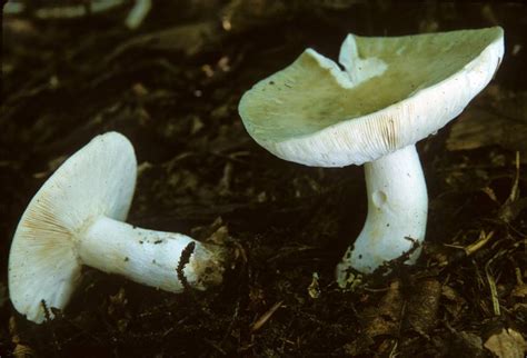 Russula Aeruginea Burke Herbarium Image Collection