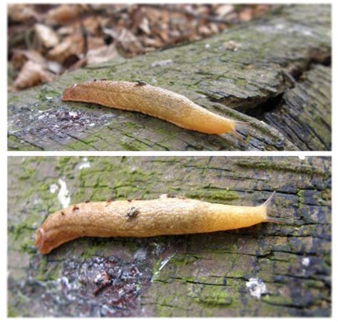 Golden Shelled Slug Naturespot