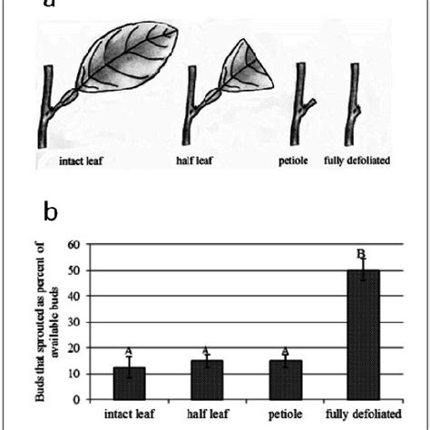 The Effects Of Chilling On Levels Of Different Polyphenol During Bud