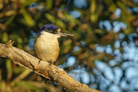 In Photos: The Birds of Eagleby Wetlands, QLD