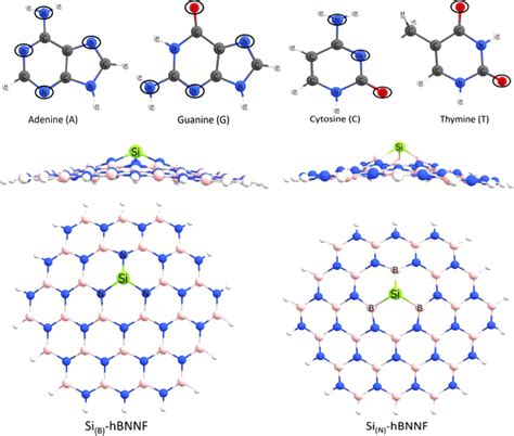 Optimized Geometries Of Nucleobases A G C And T And Si Doped Download Scientific Diagram