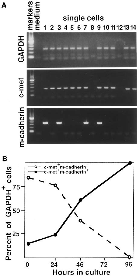 A Sample Single Cell Rt Pcr Gel From 48 Hr In Culture Samples Showing