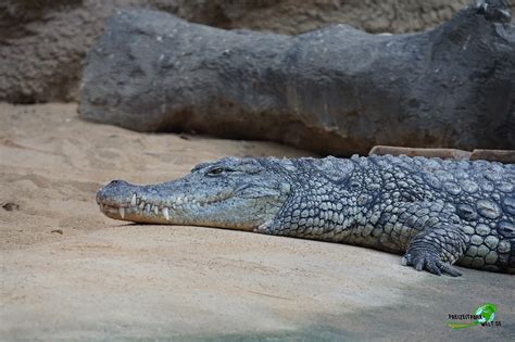 Nilkrokodil - Kölner Zoo | Freizeitpark-Welt.de