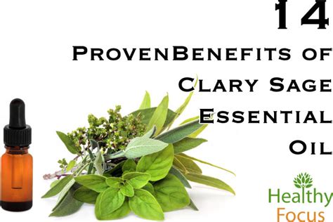 14 Proven Benefits Of Clary Sage Essential Oil Healthy Focus