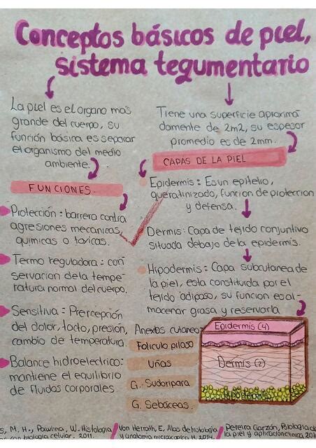 Conceptos B Sicos De La Piel Mapa Conceptual Liz Parra Udocz