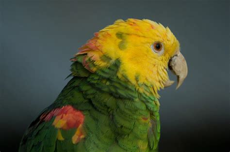 A Yellow Headed Amazon Parrots Amazona Photograph By Joel Sartore