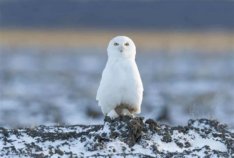 Snowy Portrait Cool Wildlife