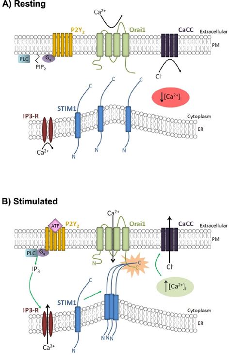 Figure 11 From Characterizing Calcium Activated Chloride Secretion Implications For Sex Linked