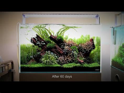 Nature Aquarium Aquascape Tutorial Step By Step ADA 60p At Aquarium