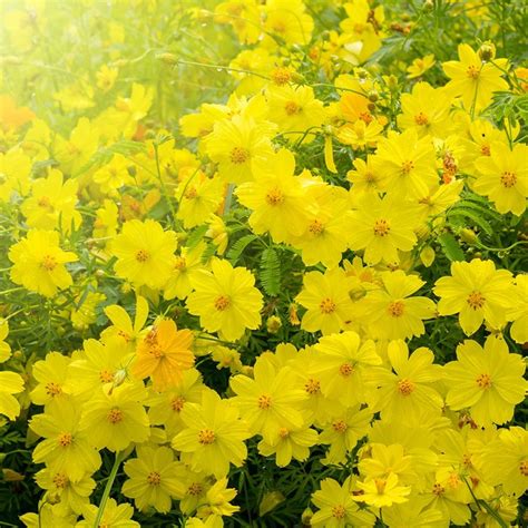 Jual Winnerstore Tanaman Yellow Single Cosmos Bipinnatus Garden Mexican