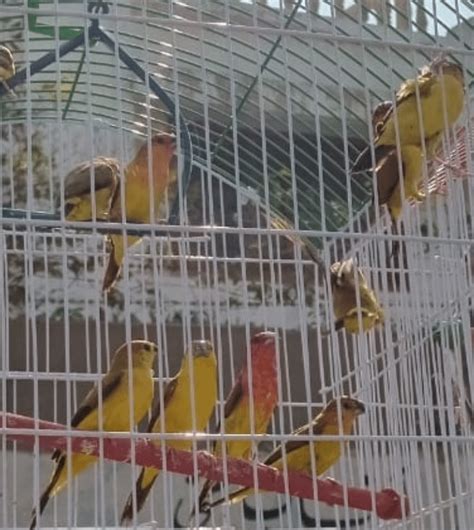 Anyone know what species these are? (Or if they even are finches?) : r/Finches