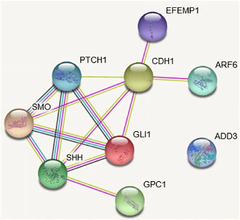 The Protein Protein Interaction Ppi Network Based On String Database