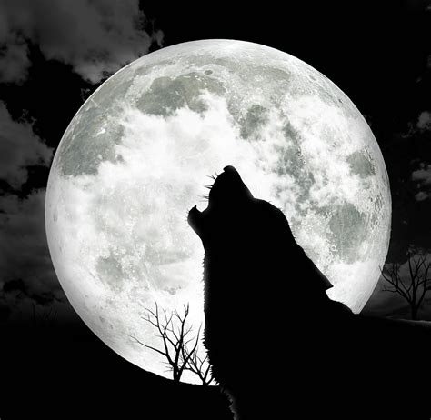 Wolf Moon: The Mystical Lunar Phenomenon | wolf-art.pages.dev