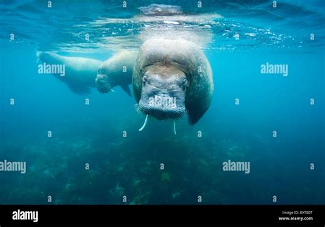 Walrus swimming underwater hi-res stock photography and images - Alamy