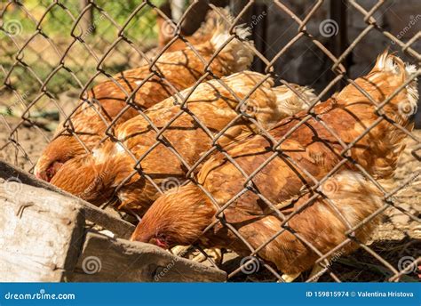 Hens Feeding With Corns In The Hen House Farm Yard With Group Of