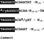 Conserved Sequence Elements In The 3 UTR Of C Elegans Histone Genes