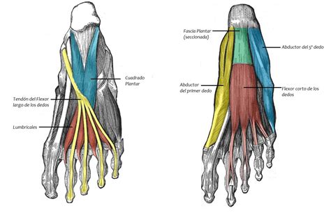 musculos flx del pie Iván Fisioterapia Zaragoza