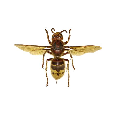 European Hornet Identification & Control in Pasadena, MD