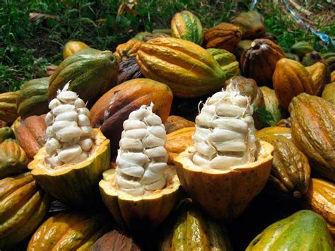 Granos De Cacao Piurano Elegido Como El Mejor A Nivel Nacional