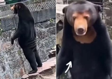 People are convinced this zoo's popular sun bear is a human in costume ...