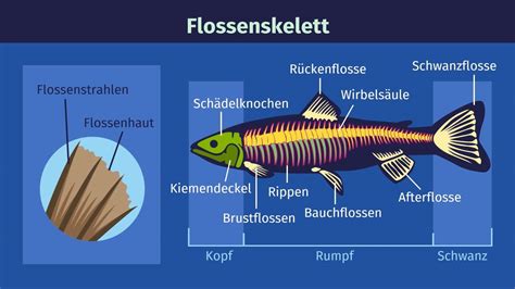 Skelett Der Fische In Biologie Erklärung And Übungen