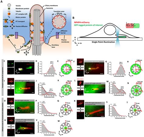 The Ciliary Lumen Accommodates Passive Diffusion And Vesicle Assisted