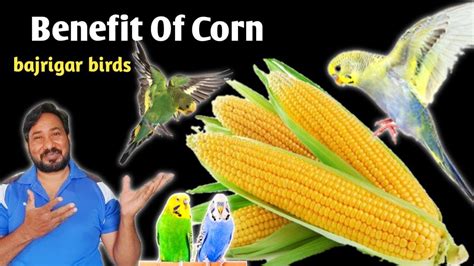 Benefits Of Corn For Birds Budgies Parrot Ko Makai Bhutta Dene Ke