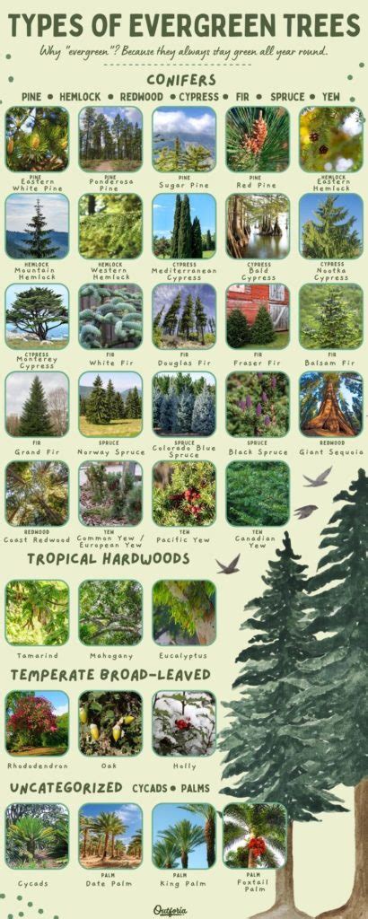 35 Types Of Evergreen Trees Earth S Spectacular Gems