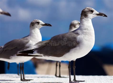 Laughing Gull Seagull In South Florida Miami Beach Stock Photo Image