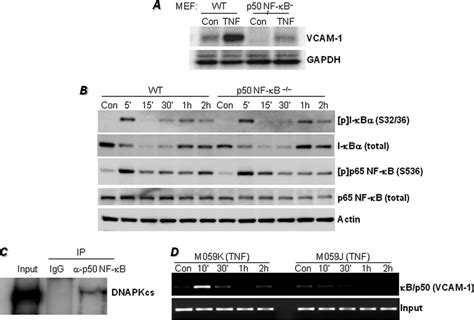 Requirement Of P50 NF B For TNF Induced VCAM 1 Expression Is Dominant