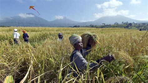 Infrastruktur Air Jaga Ketahanan Pangan Kementerian Pupr Ungkapkan Wwf