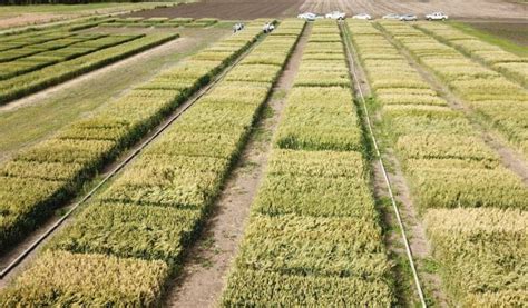 Red De Ensayos Comparativos De Cultivares De Trigo Pan Ret Inase