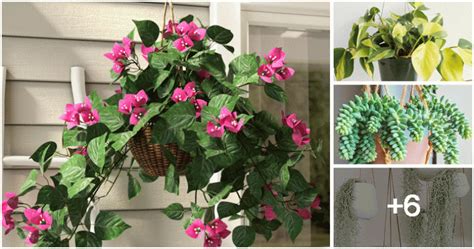 10 Beautiful Hanging Houseplants