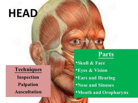 Physical Examination Head And Neck