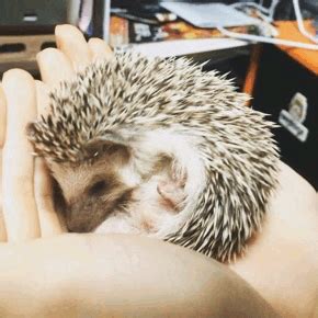 hedgehog baby gif | Tumblr